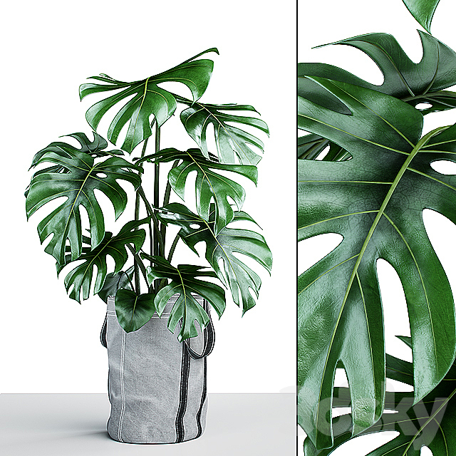 Monstera in tissue pots 3DSMax File - thumbnail 1