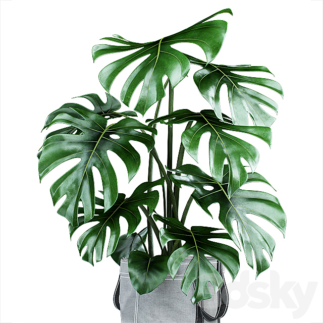 Monstera in tissue pots 3DSMax File - thumbnail 2