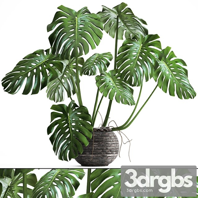 Monstera. monstera, flower stand, bush, thickets, interior, decorative, office plants, pot - thumbnail 1