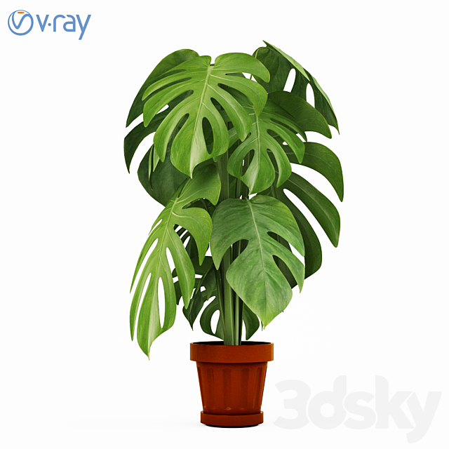 Monstera Plants 2 3DSMax File - thumbnail 1