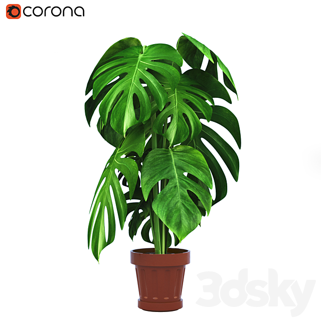 Monstera Plants 2 3DSMax File - thumbnail 2