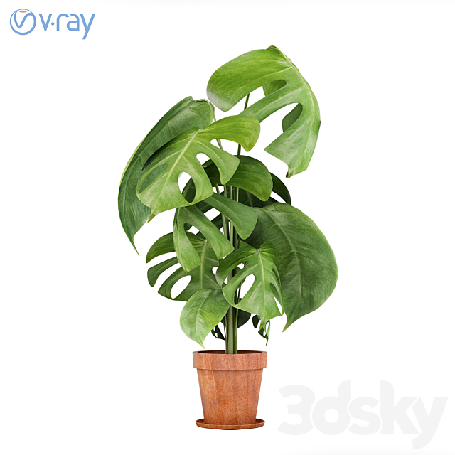 Monstera Plants 3 3DSMax File - thumbnail 1