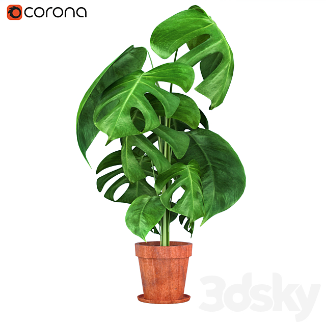 Monstera Plants 3 3DSMax File - thumbnail 2