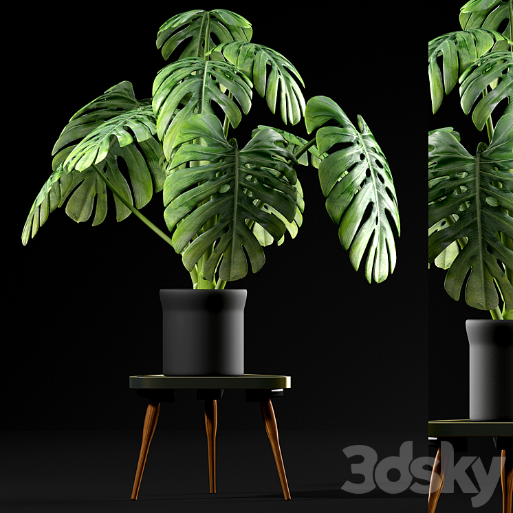 Monstera Plants 50 3DS Max - thumbnail 1