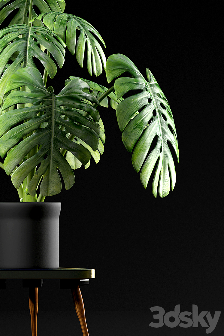 Monstera Plants 50 3DS Max - thumbnail 2