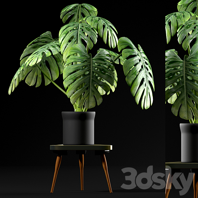 Monstera Plants 50 3DSMax File - thumbnail 1