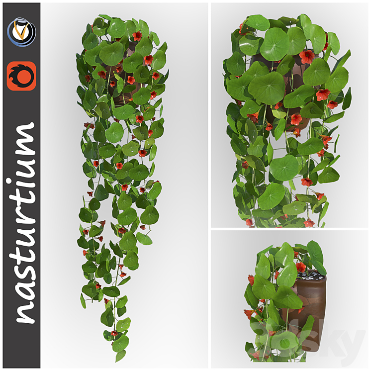 Nasturtium 3DS Max - thumbnail 1