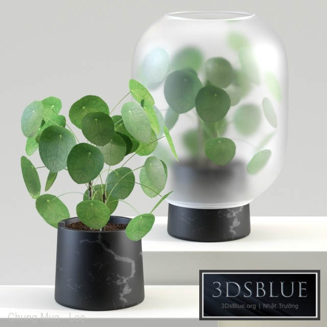 Nebl | Chinese golden tree | Pilea peperomioides 3DS Max - thumbnail 3