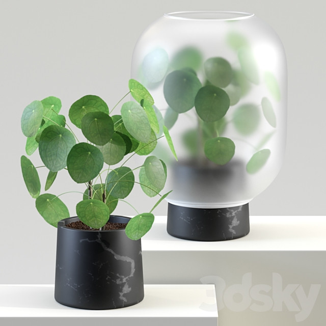 Nebl | Chinese golden tree | Pilea peperomioides 3DSMax File - thumbnail 1