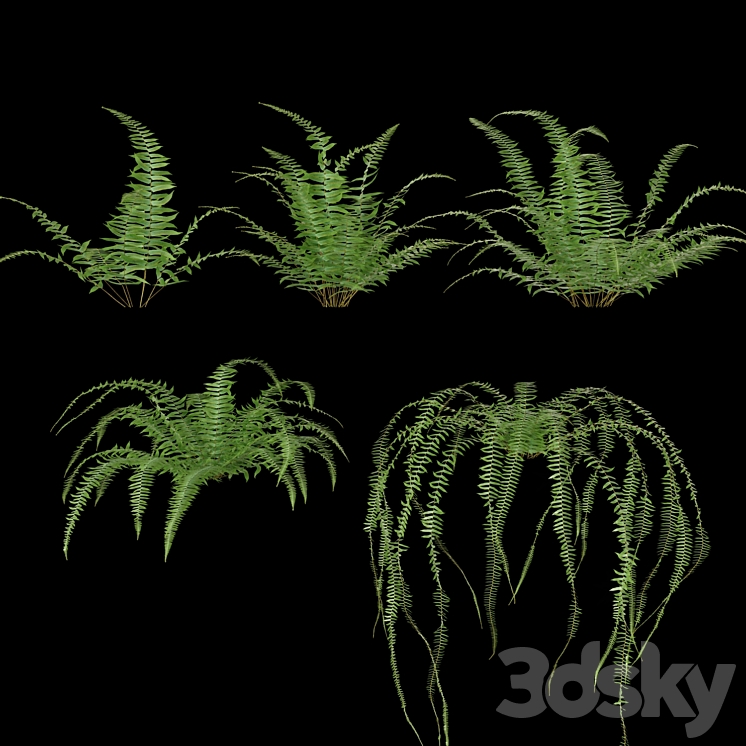 Nephrolepis cordifolia | Plant set # 10 3DS Max - thumbnail 2