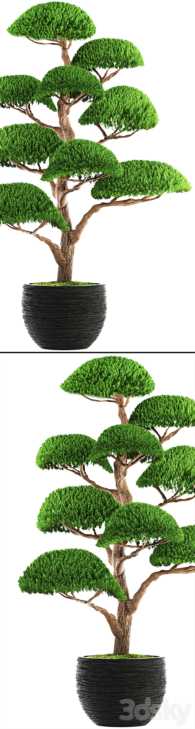 Niwaki 3 cedar topiary Niwaki ornamental tree landscaping flowerpot pot 3DS Max Model - thumbnail 2