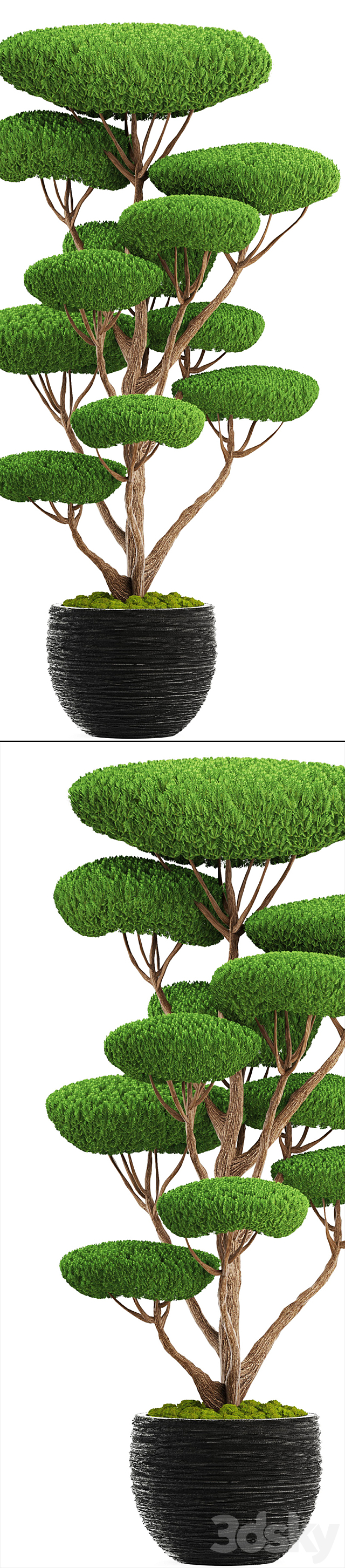 Niwaki 4. cedar topiary topiary nivaki ornamental tree garden plants landscaping pot flowerpot 3DS Max Model - thumbnail 2