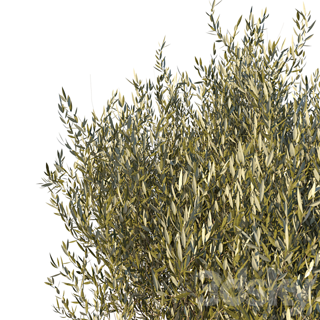 Old Olive Tree 3DS Max Model - thumbnail 2