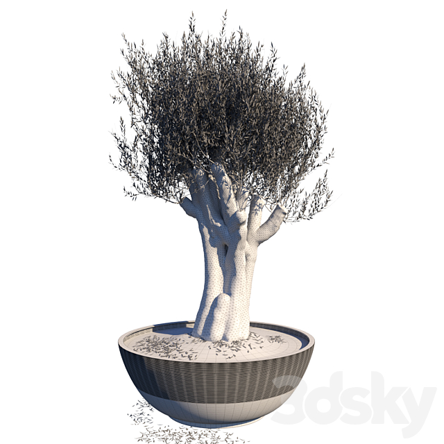 Old Olive Tree 3DS Max Model - thumbnail 3