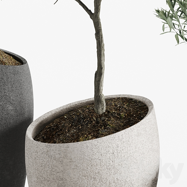 Olive European Potted Eco Stone Hitohana 3DS Max Model - thumbnail 5