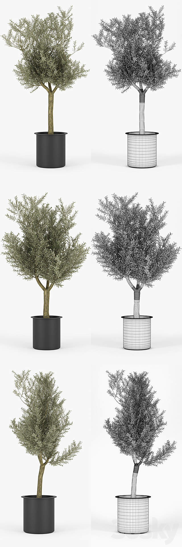 Olive Tree 3DS Max Model - thumbnail 2