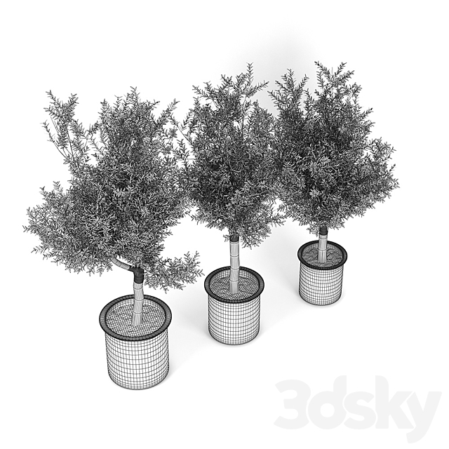 Olive Tree 3DS Max Model - thumbnail 3