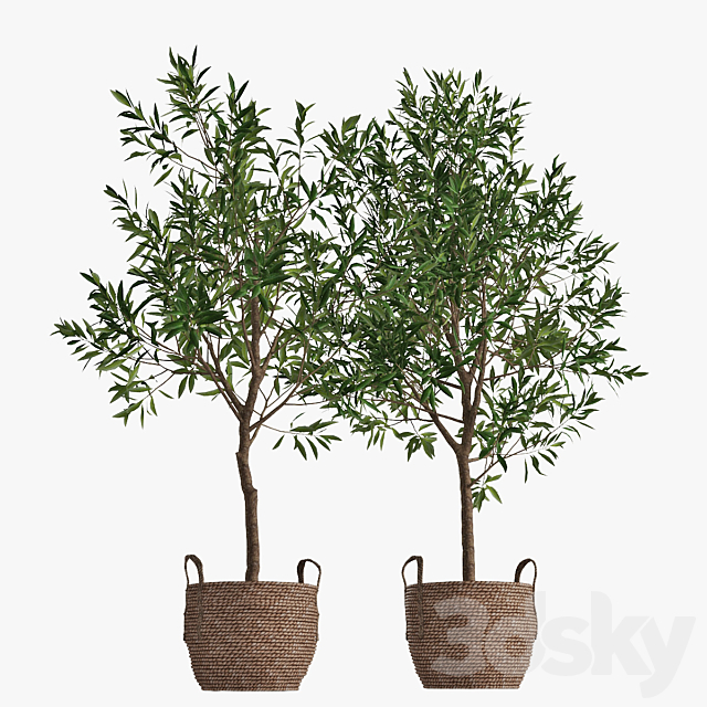 Olive tree 3DSMax File - thumbnail 3