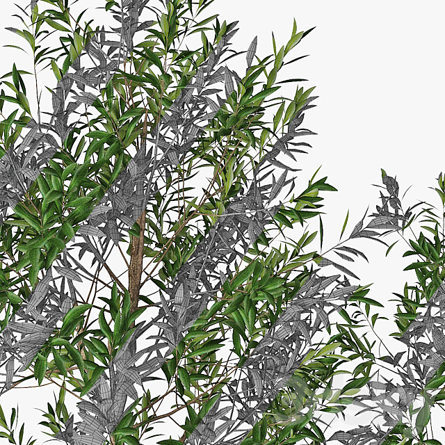 Olive tree 3DSMax File - thumbnail 4