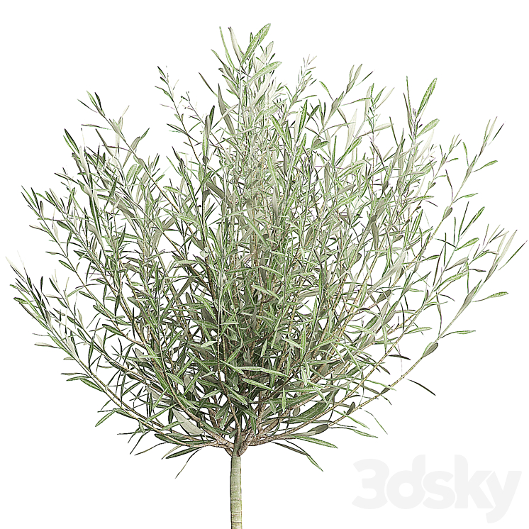 OLIVE TREE 67 3DS Max - thumbnail 2