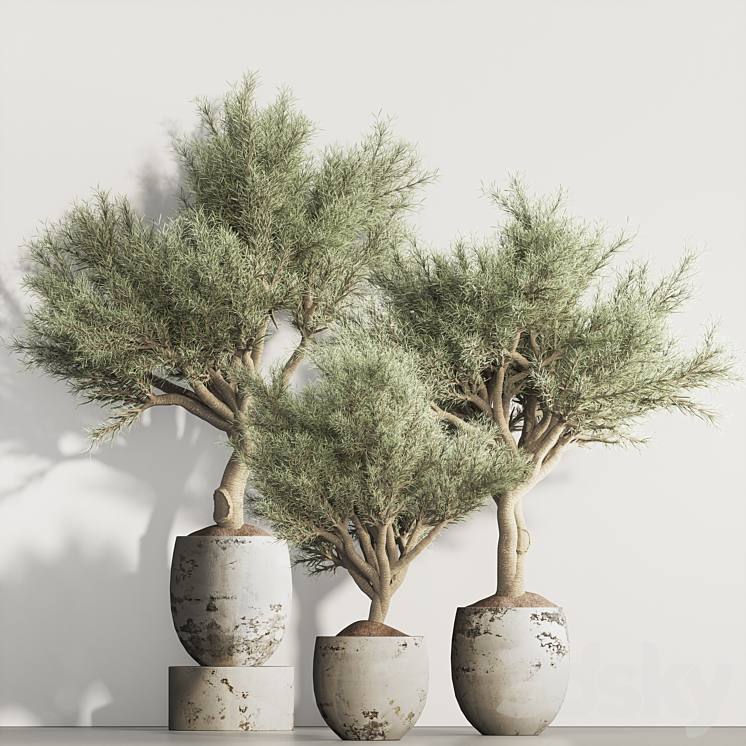 olive Tree and Indoor Plant Set 95 3DS Max Model - thumbnail 3