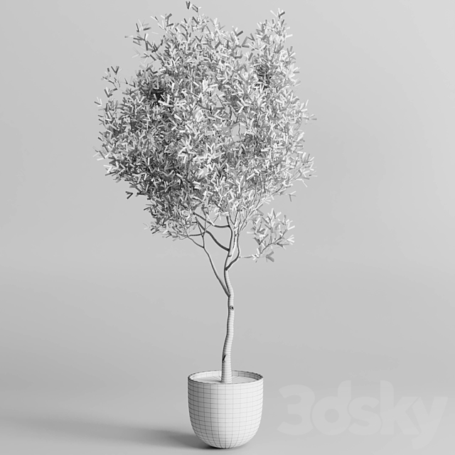 Olive tree in a patterned clay vase 199 3DSMax File - thumbnail 3