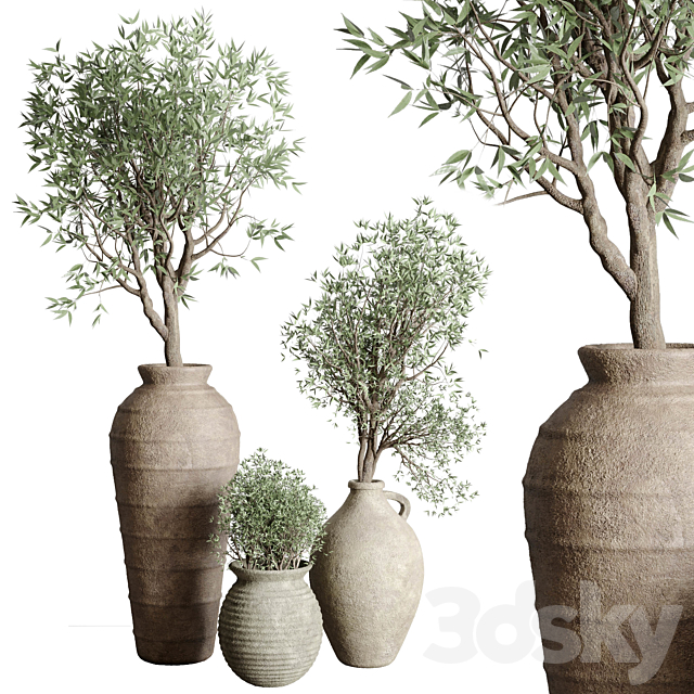 Olive tree in an old earthenware vase indoor collection 167 3ds Max - thumbnail 1