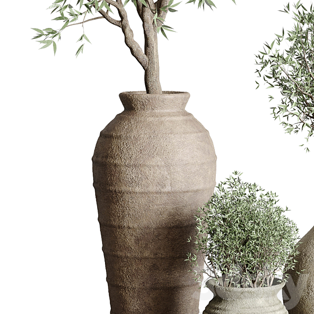 Olive tree in an old earthenware vase indoor collection 167 3ds Max - thumbnail 3