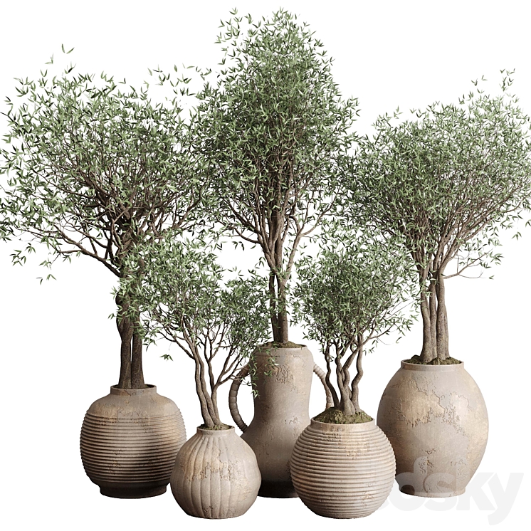 Olive tree in an old earthenware vase indoor collection 182 3DS Max Model - thumbnail 1