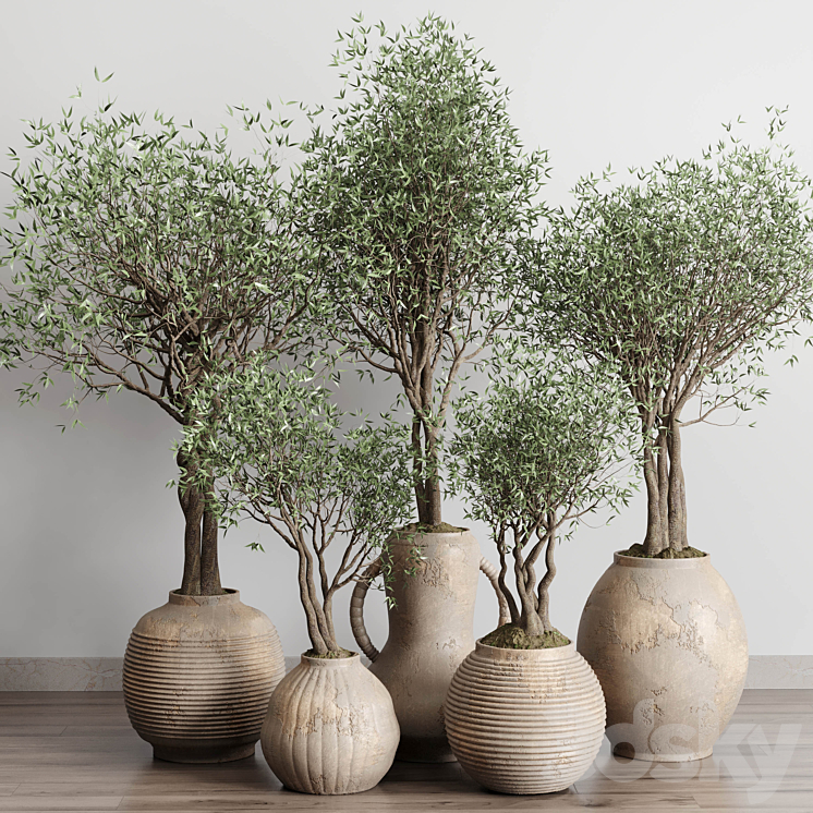 Olive tree in an old earthenware vase indoor collection 182 3DS Max Model - thumbnail 2