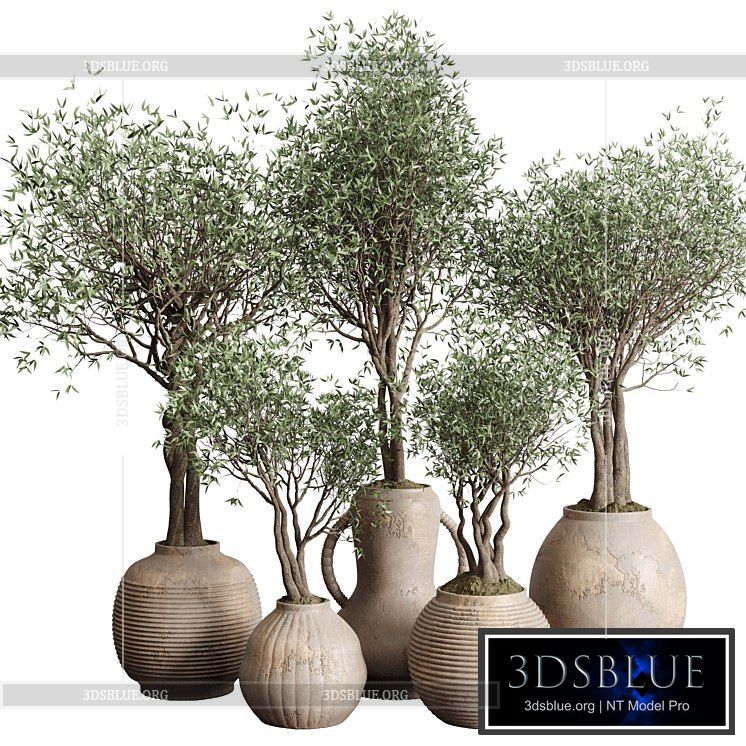 Olive tree in an old earthenware vase indoor collection 182 3DS Max - thumbnail 3