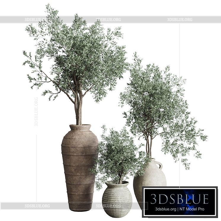 Olive tree in an old earthenware vase indoor collection 278 3DS Max - thumbnail 3