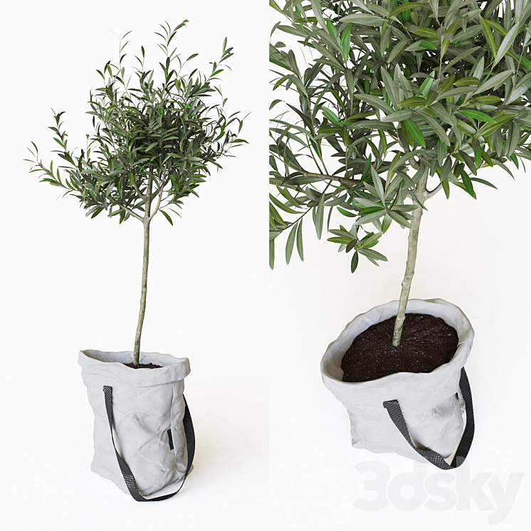 Olive tree in bag 3DS Max - thumbnail 1