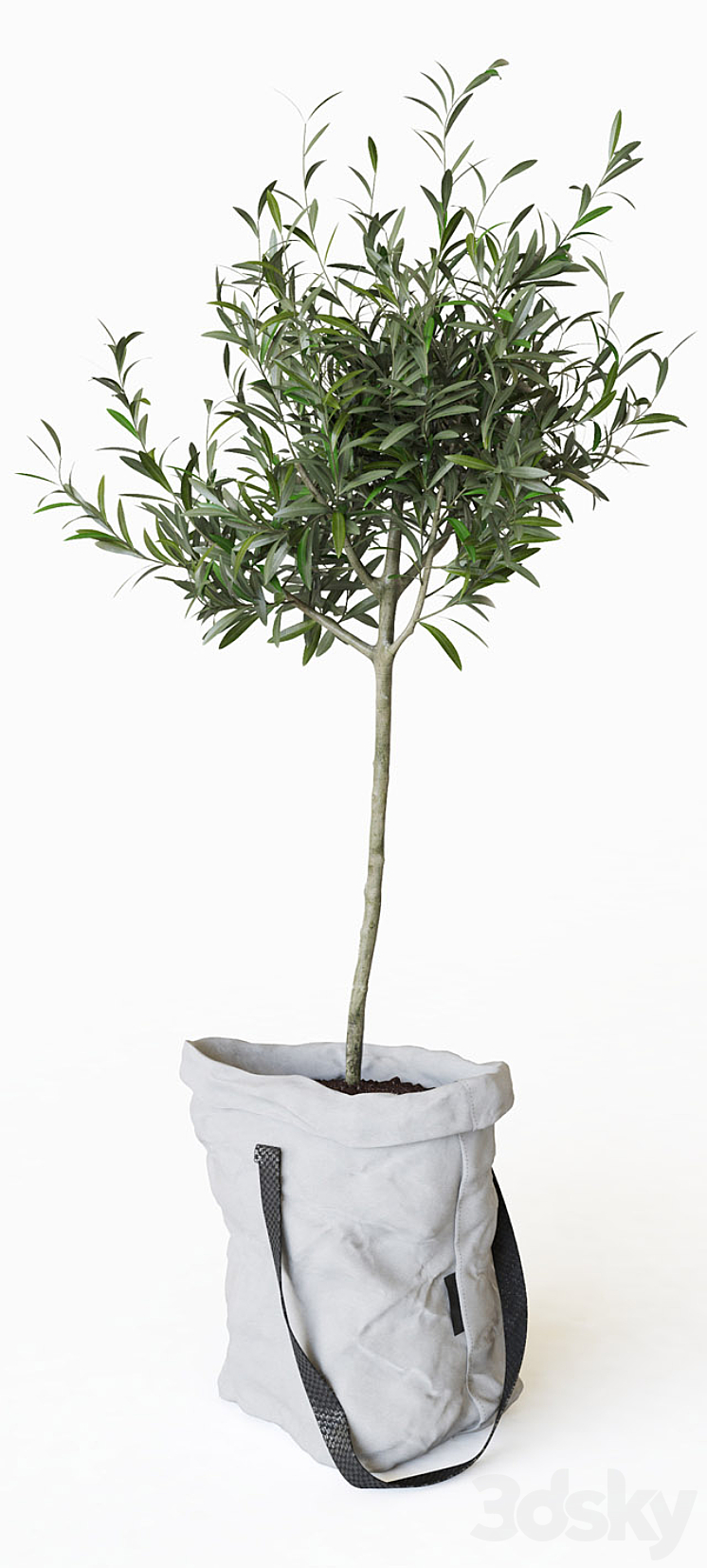 Olive tree in bag 3DS Max - thumbnail 2