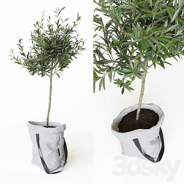 Olive tree in bag 3DSMax File - thumbnail 1