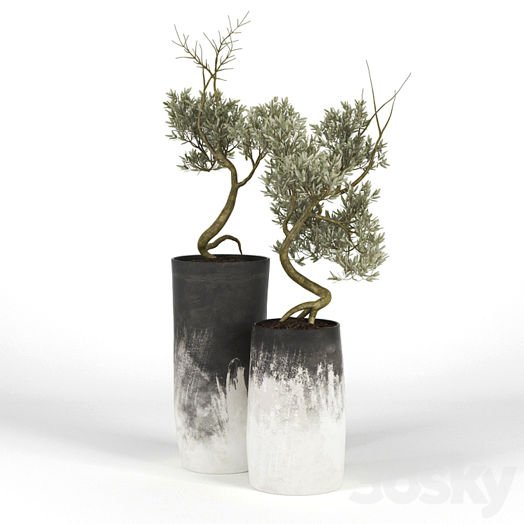 Olive_Tree_III 3DS Max - thumbnail 1