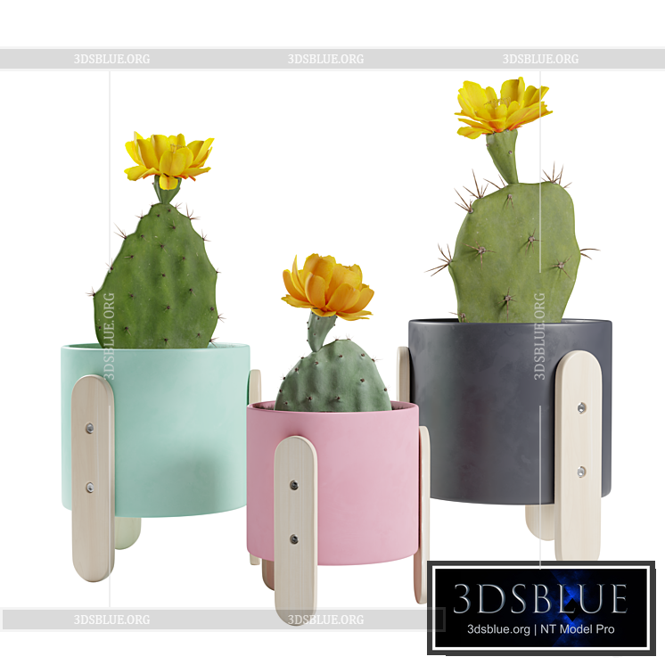 Opuntia Cactus Pack 3DS Max - thumbnail 3