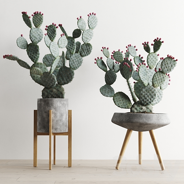 Opuntia In Concrete Planters. Cactus set 1 3DSMax File - thumbnail 1