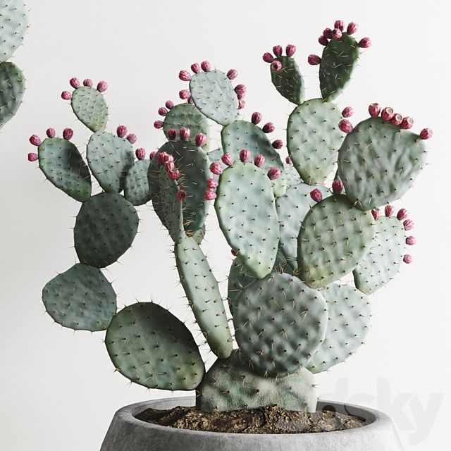 Opuntia In Concrete Planters. Cactus set 1 3DSMax File - thumbnail 2