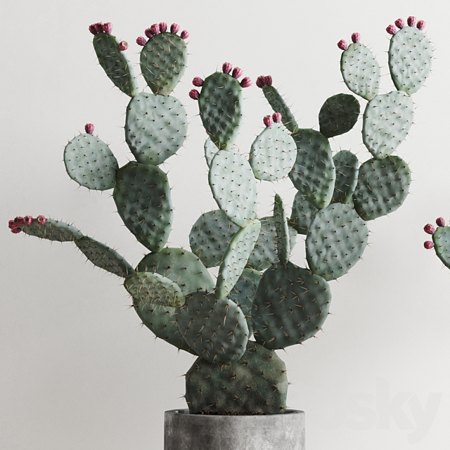 Opuntia In Concrete Planters. Cactus set 1 3DSMax File - thumbnail 3