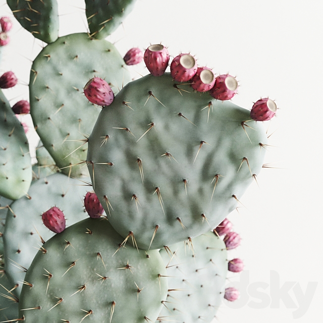 Opuntia In Concrete Planters. Cactus set 1 3DSMax File - thumbnail 4