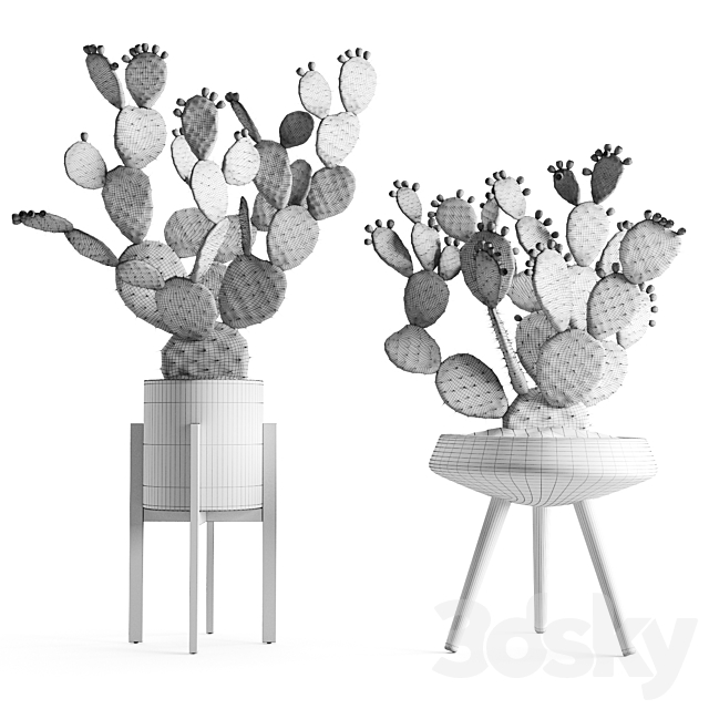 Opuntia In Concrete Planters. Cactus set 1 3DSMax File - thumbnail 5