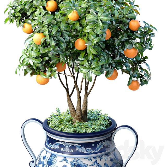 Orange Tree in an Italian vase. Ornamental Citrus Indoor plant 3ds Max - thumbnail 2