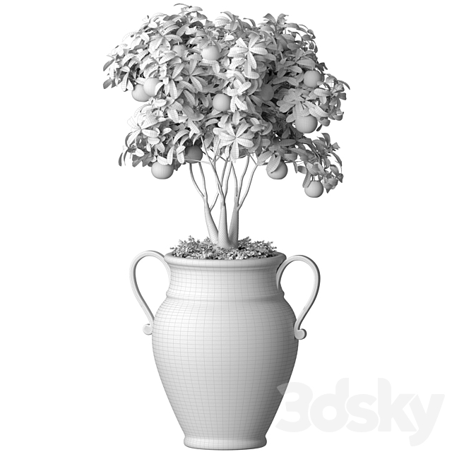 Orange Tree in an Italian vase. Ornamental Citrus Indoor plant 3ds Max - thumbnail 3