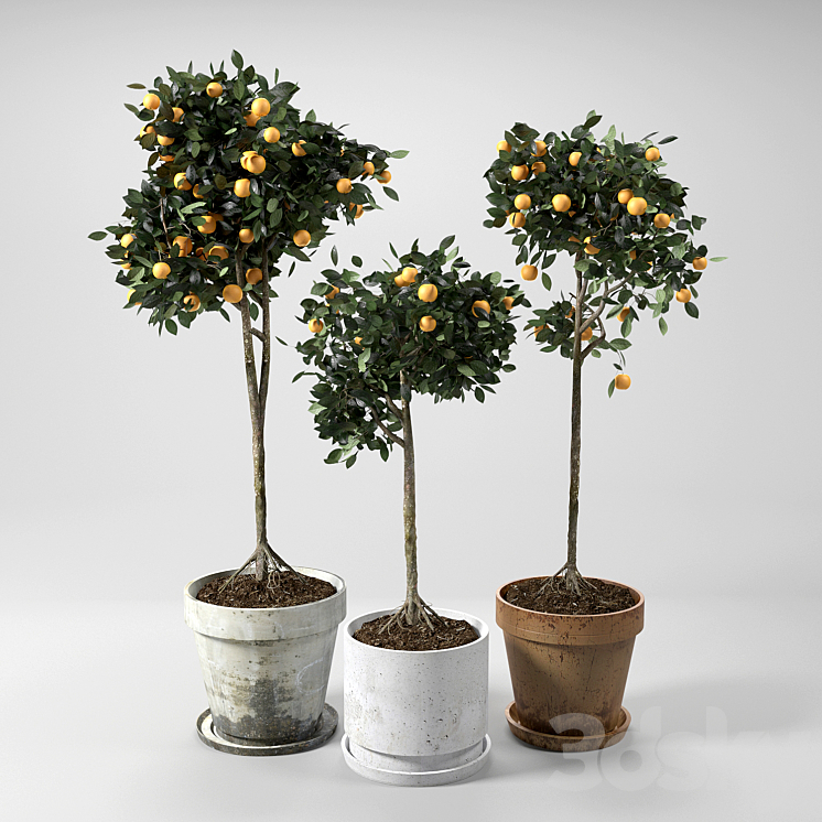 Orange Trees_set_01 3DS Max - thumbnail 1