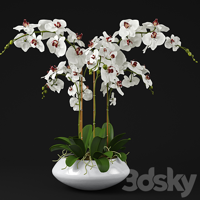 Orchid 11 3DSMax File - thumbnail 1