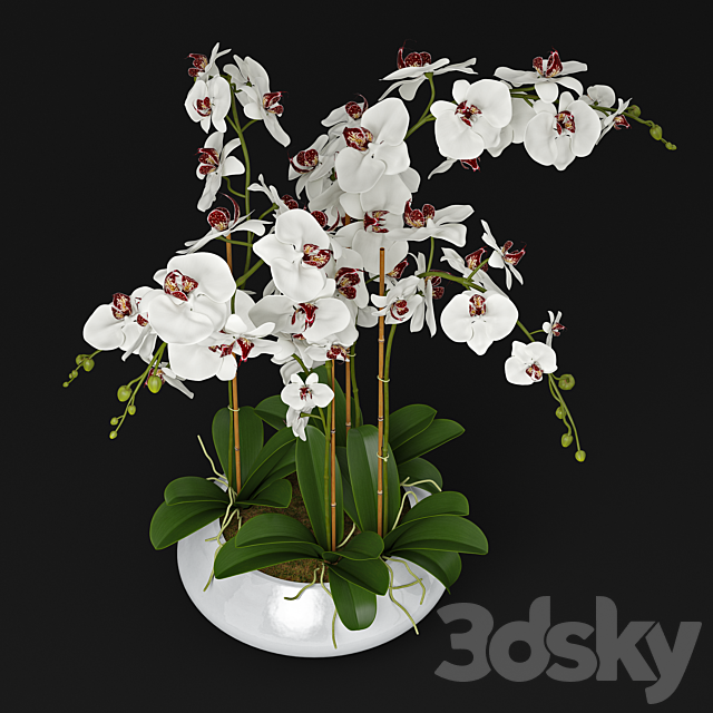 Orchid 11 3DSMax File - thumbnail 3