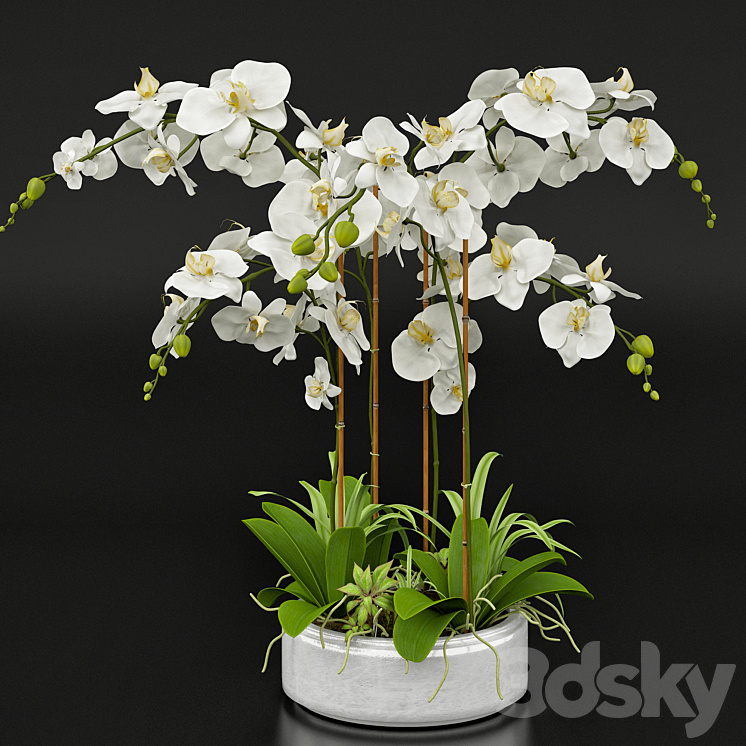 Orchid 13 3DS Max - thumbnail 1