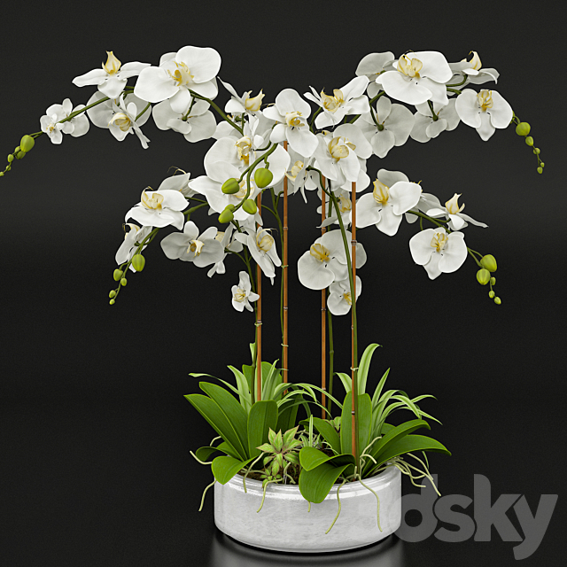 Orchid 13 3DSMax File - thumbnail 1