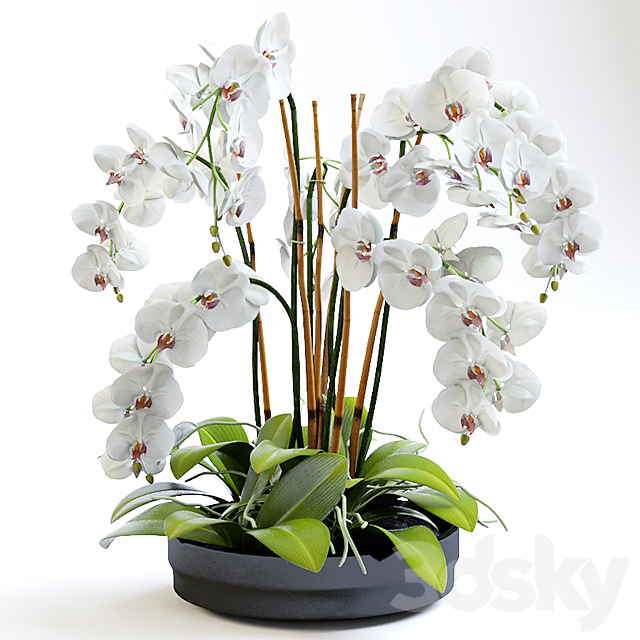 Orchid 2 3DSMax File - thumbnail 1